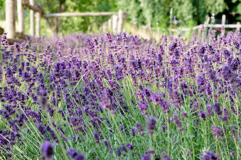 Le Macine Relais Bed and Breakfast Cairo Montenotte Eksteriør billede